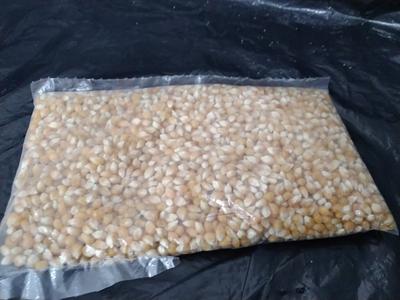 Maíz Palomero 1/2 kg